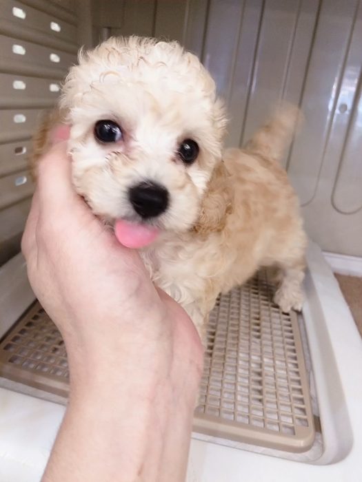 Toy Poodle at our place