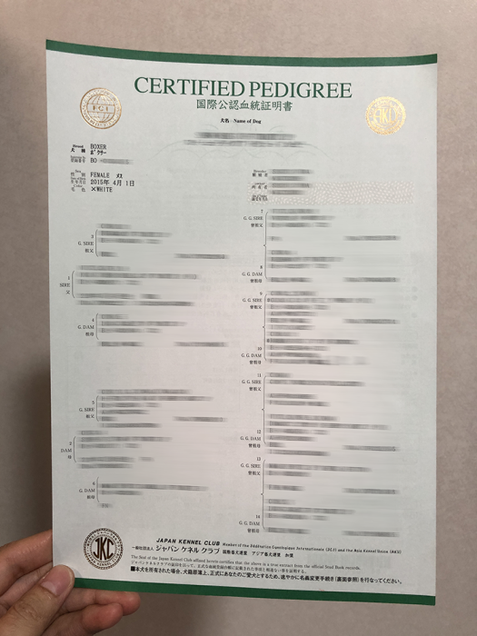 Boxer Certified Pedigree