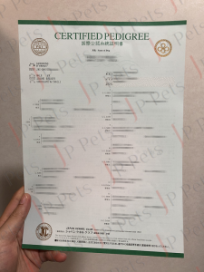 Dachshund Certified Pedigree