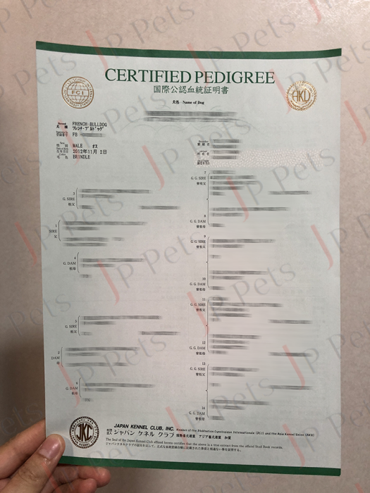 Friench Bulldog Certified Pedigree