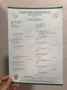 Italian Greyhound Certified Pedigree