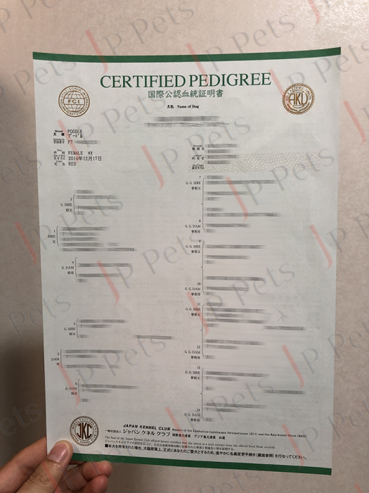Poodle Certified Pedigree