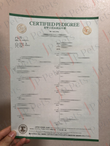 Pug Certified Pedigree