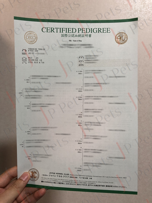 Yorkshire Terrier Certified Pedigree
