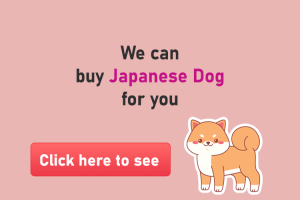 We can buy Japanese Dog for you