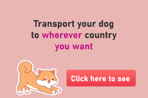 Transport your pet to wherever country you want
