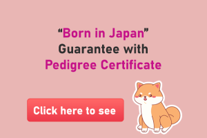 Born in Japan Guarantee with Pedigree Certificate