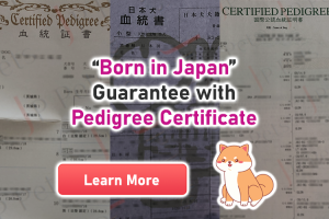 Born in Japan Guarantee with Pedigree Certificate