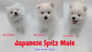 Japanese-Spitz-Male-JP-Pets