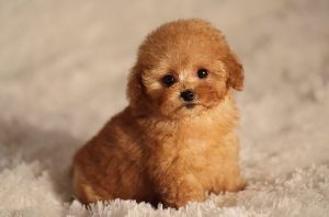 Toy-Poodle-Cover