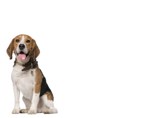 beagle-topbanner