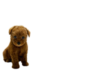 toy-poodle-topbanner