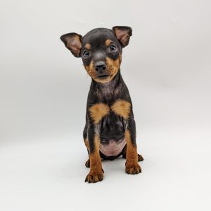 22134-Toy-Manchester-Terrier-Female