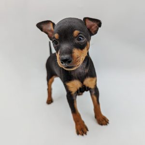 22134-Toy-Manchester-Terrier-Female