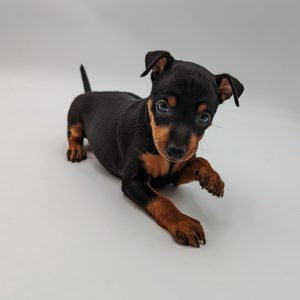 22135-Toy-Manchester-Terrier-Female