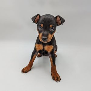 22135-Toy-Manchester-Terrier-Female