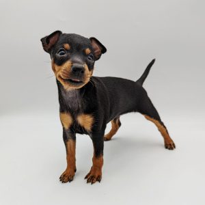 22136-Toy-Manchester-Terrier-Female