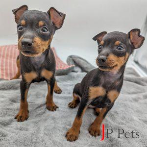 22151-22153-Toy-Manchester-Terrier-Male