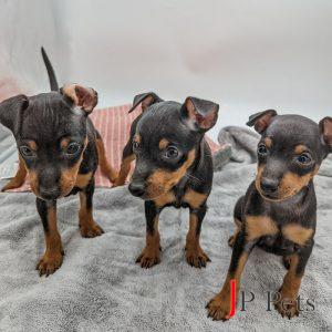 22151-22153-Toy-Manchester-Terrier-Male