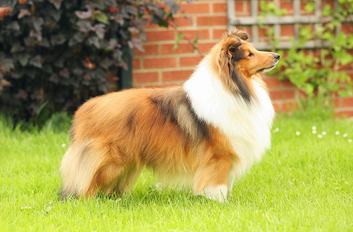 are shelties good apartment dogs