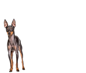 Toy-Manchester-Terrier-Topbanner