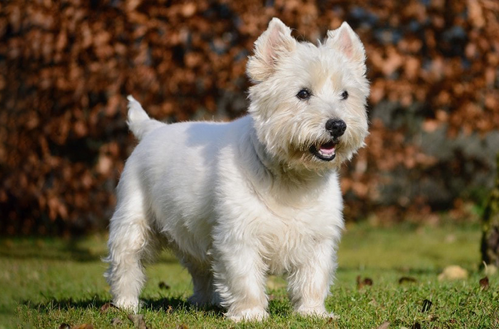 West-Highland-White-Terrier-featureimage