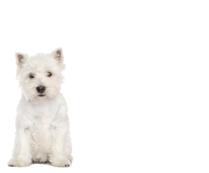 West-Highland-White-Terrier-topbanner