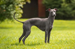 italian-greyhound-featureimage