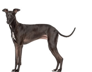 italian-greyhound-topbanner